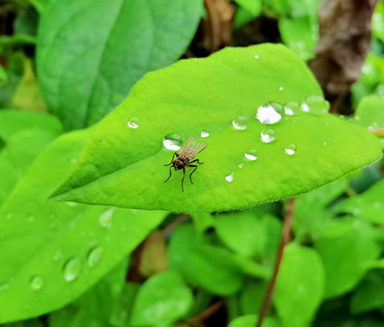 苍蝇和水珠