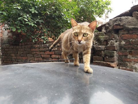 花猫
