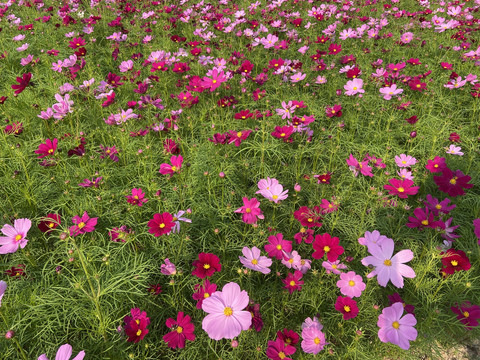 种植格桑花