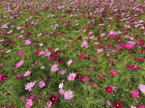 格桑花海