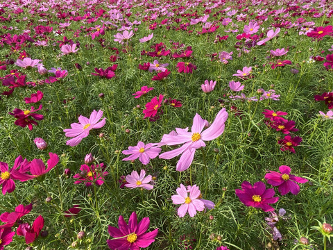 格桑花花海