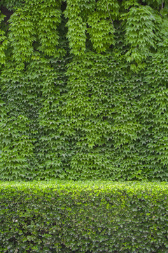 绿植墙壁