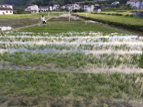 水稻田里的水稻苗
