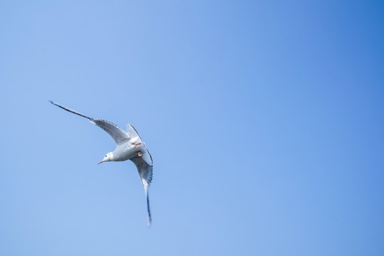 洱海的海鸥