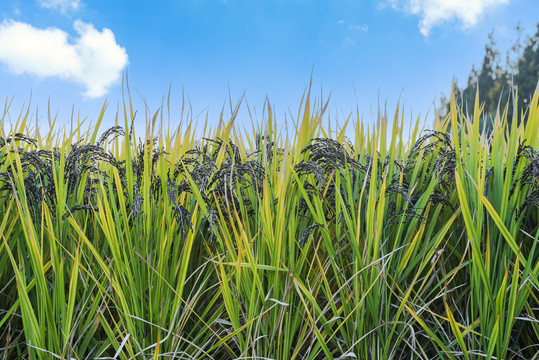 稻田里成熟的黑米稻谷