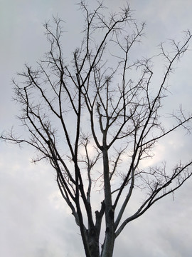 冬季的树枝