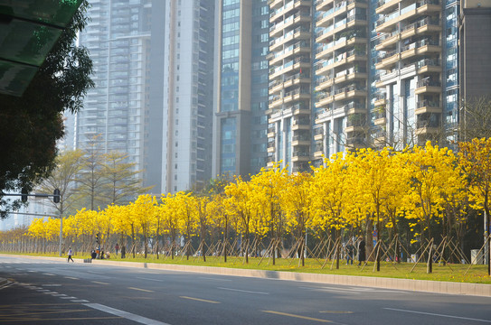 城市绿化