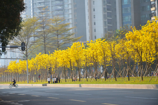 城市园林景观