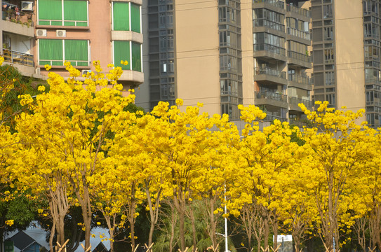 黄花风铃木