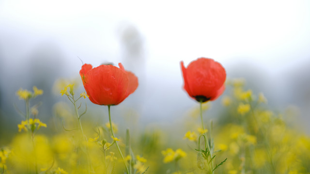 新疆红花