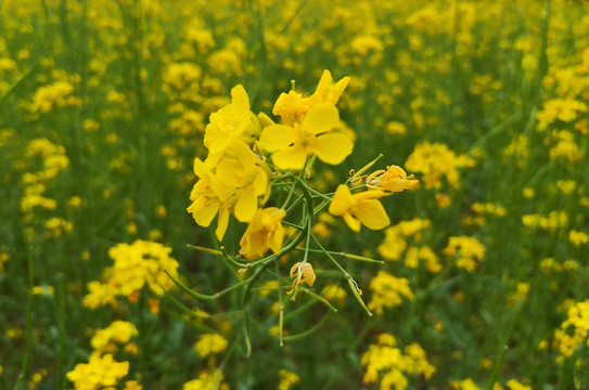 油菜花