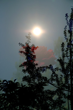 太阳月季树影
