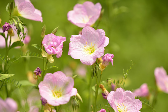 月见草花