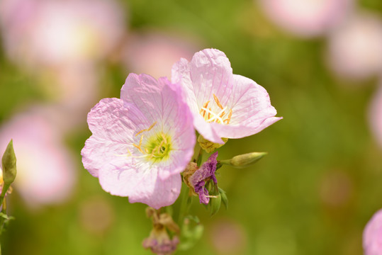 月见草花