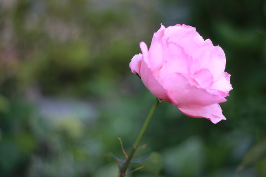 牡丹花特写玫瑰花