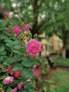 胭脂扣花特写