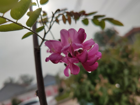 刺槐红花特写美丽