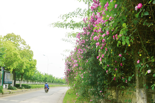 蔷薇花开的路