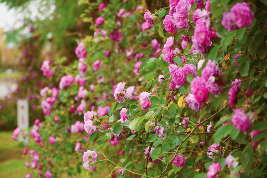 蔷薇花开