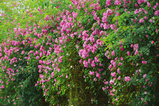 蔷薇花景观墙