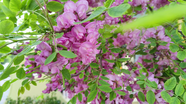紫色槐花