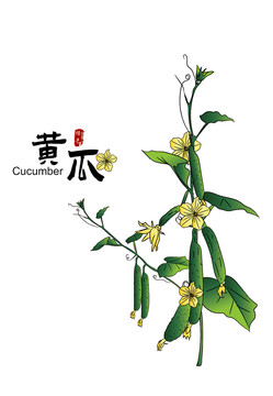 手绘黄瓜