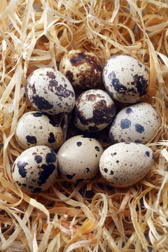 隔离在巢中的鹌鹑蛋。