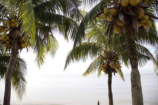 棕榈树椰子景观。
