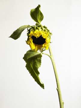 垂死植物/向日葵的特写镜头。