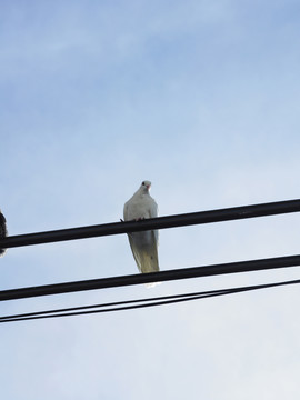 电缆线路上的鸟