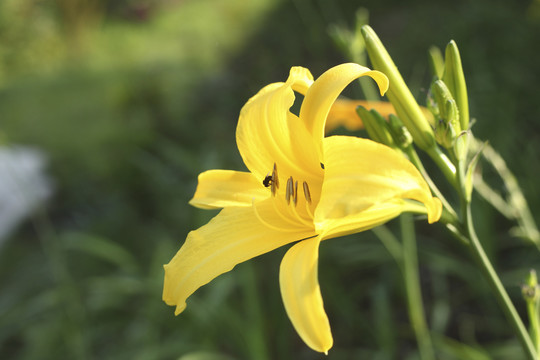 黄色的百合花，靠近一只昆虫。