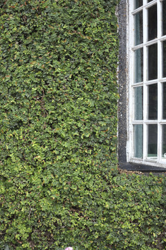 墙上有一扇绿叶窗。