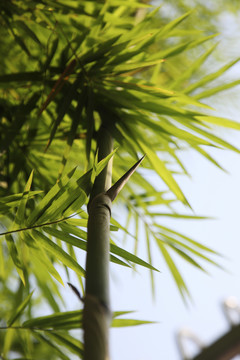 园林中的热带竹类植物景观