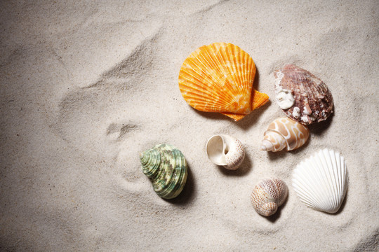 孤立在沙滩上的贝壳。