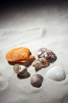 孤立在沙滩上的贝壳。