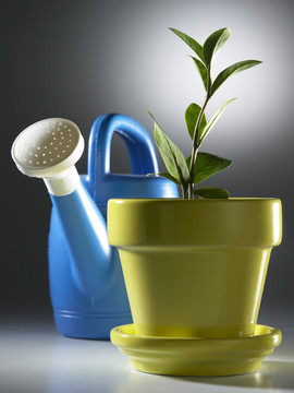 植物和水罐