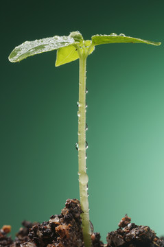 小植物生长的砧木形象