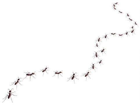 蚂蚁的三维渲染