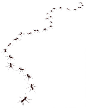 平面背景上蚂蚁的三维渲染
