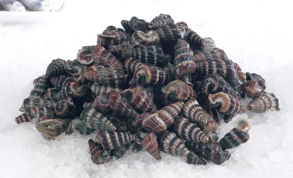 冰上的海螺。