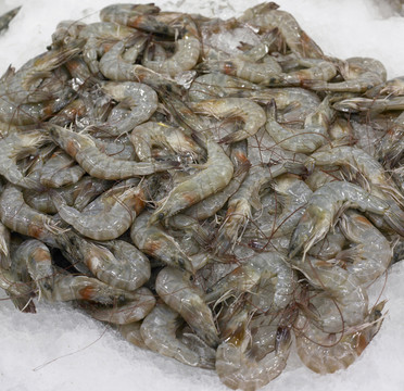 一群新鲜的虾放在冰上很可爱