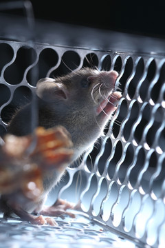 笼子里的老鼠