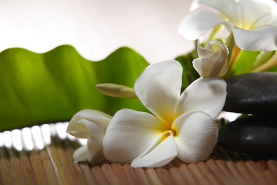 在竹子背景上拍摄白色鸡蛋花