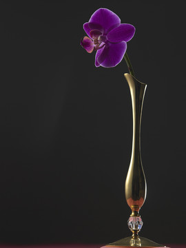 幽暗背景下花瓶里的兰花