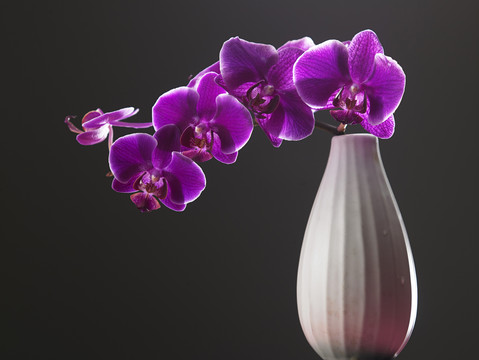 花瓶里的紫色兰花