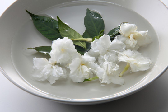 白碗里的茉莉花