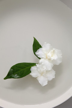 白碗里的茉莉花