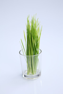 新鲜的绿色麦草在小玻璃杯里隔离在白色的玻璃上