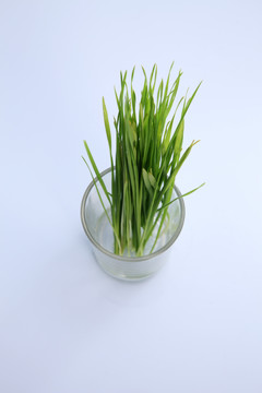新鲜的绿色麦草在小玻璃杯里隔离在白色的玻璃上