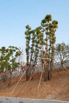 三峡水库之巫山库岸景观绿化带